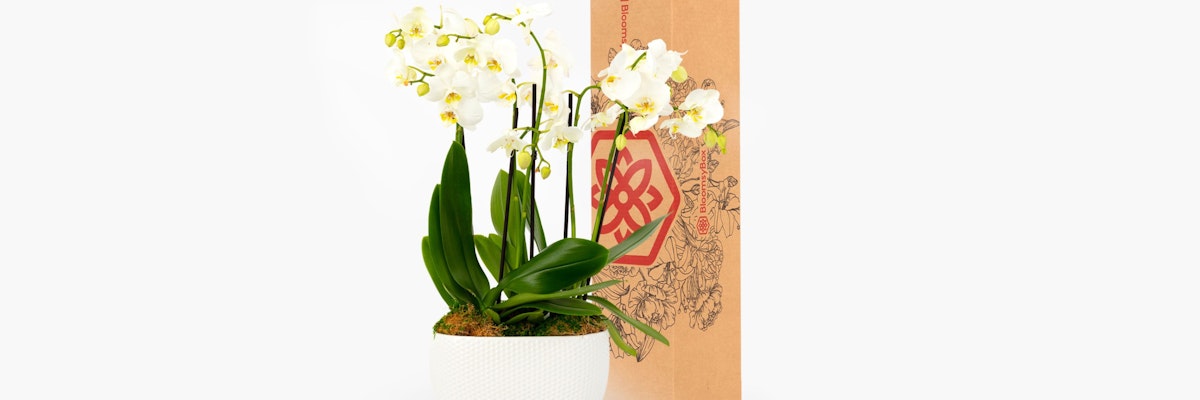 Elegant white orchids in a decorative pot, perfect for home decor or gifting.
