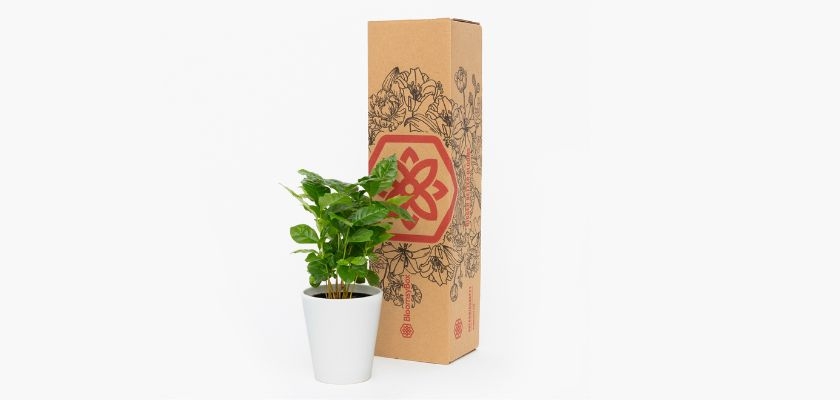 A small potted plant in a sleek white pot, packaged elegantly in a decorative box.