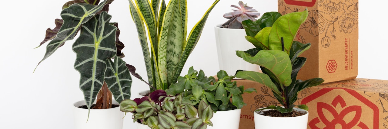 Vibrant indoor plant arrangement featuring various green plants in stylish pots.