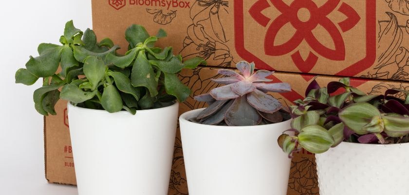 Three stylish potted plants in white ceramic pots, perfect for home decoration and gifts.