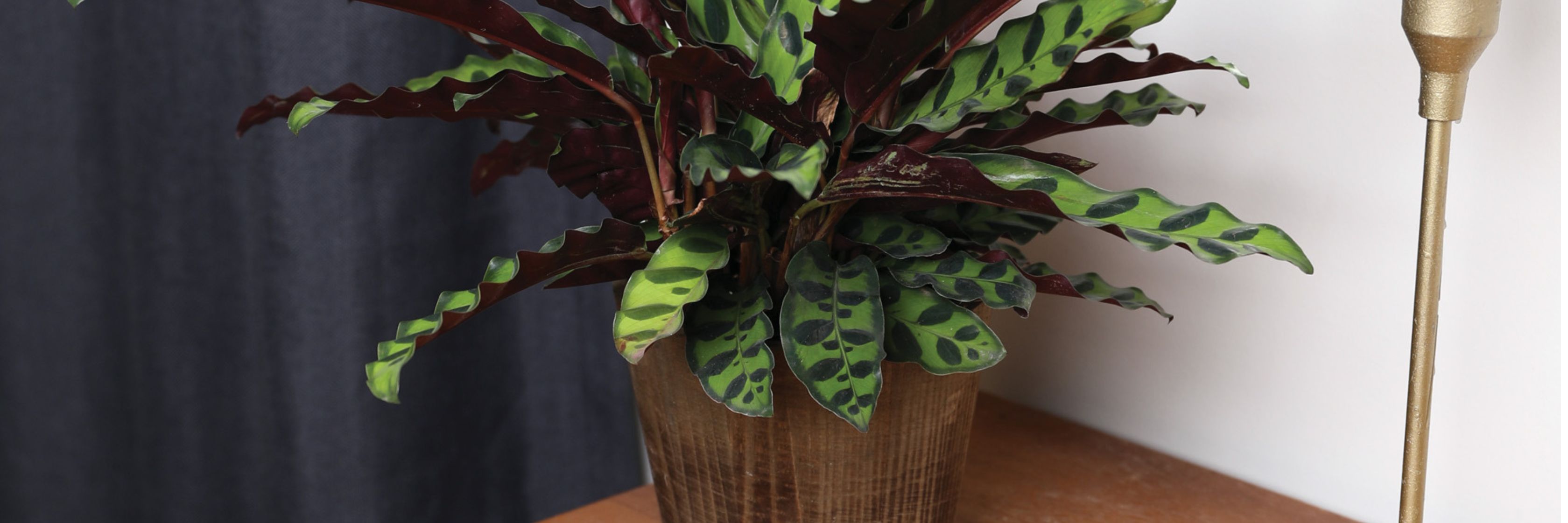 Vibrant indoor plant with dramatic green and purple foliage in a stylish pot.