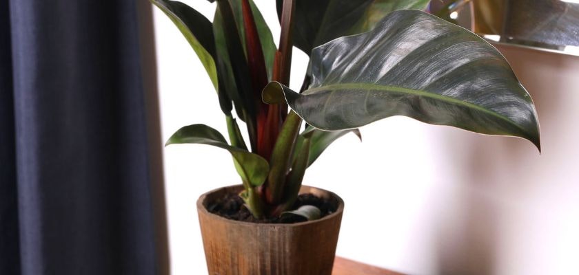 Lush indoor plant with large green leaves in a rustic pot, enhancing home decor and ambiance.