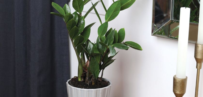 Lush ZZ plant in a decorative white pot, enhancing modern home decor elegance.