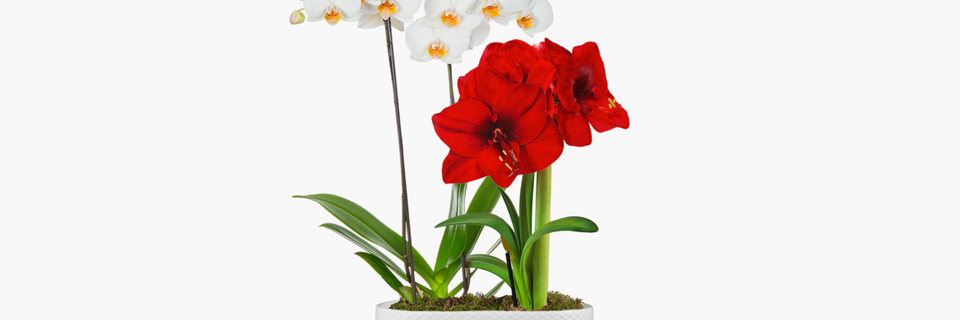 Vibrant red amaryllis and white orchids in a stylish modern planter, perfect for decor.