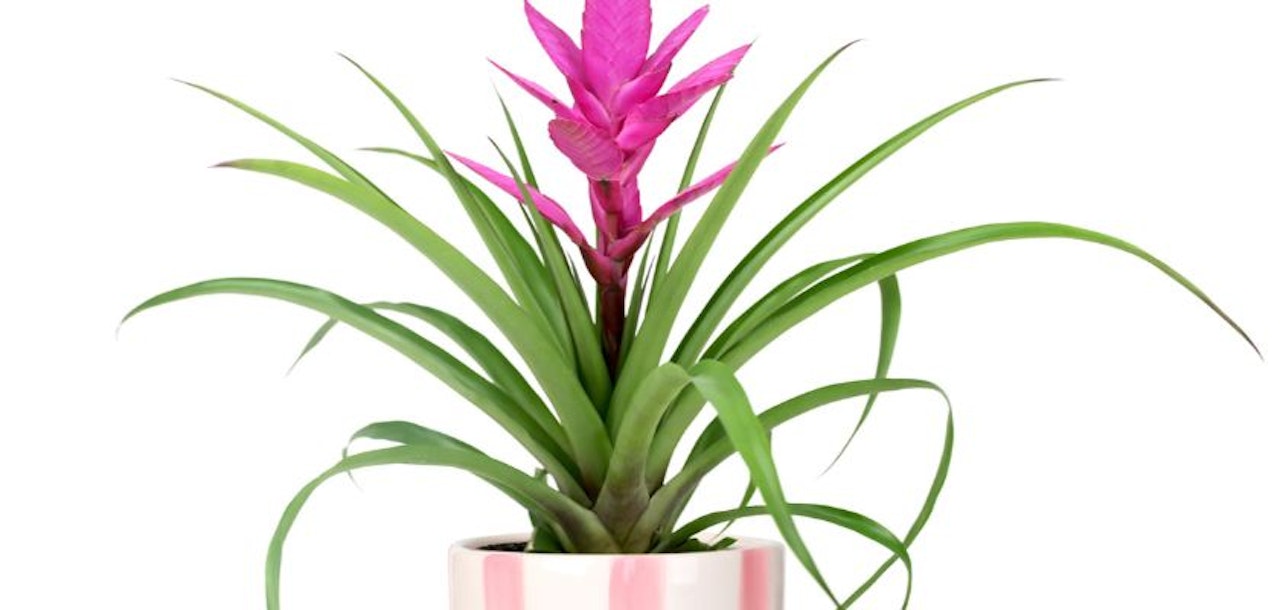 Vibrant pink bromeliad plant in a charming striped pot, adding color to any space.