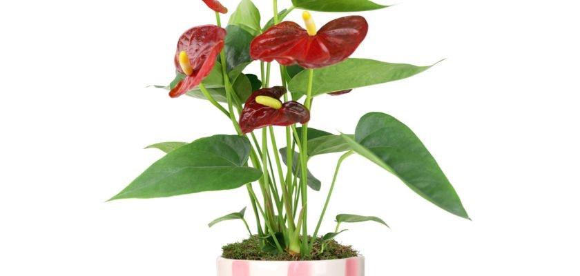 Vibrant red anthurium plant with glossy leaves in a stylish striped pot, ideal for decor.