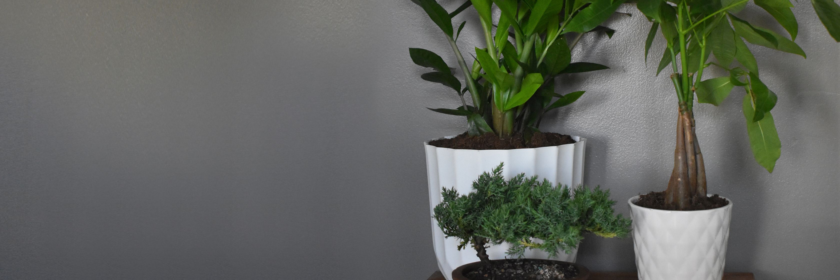 Indoor plants in stylish pots, enhancing decor with vibrant greenery and tranquility.