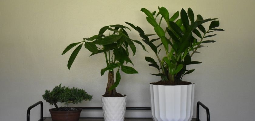 Three decorative indoor plants in stylish pots, enhancing the home or office decor.