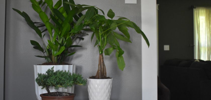 Two indoor plants in decorative pots, bringing a fresh look to a modern living space.