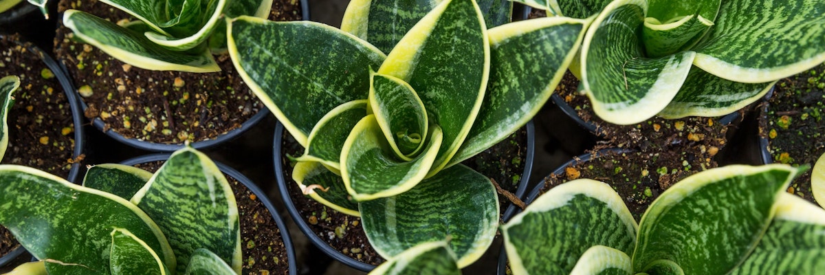 Vibrant Sansevieria plants with striking green and yellow leaves, ideal for home decor.