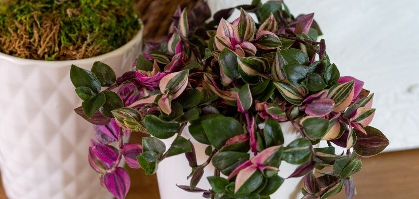Vibrant pink and green tradescantia plant in a stylish white pot, perfect for home decor.