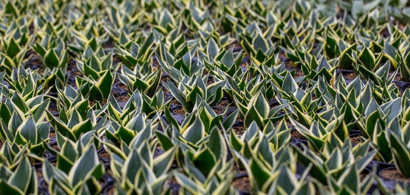 Lush field of vibrant green and yellow succulent plants, ideal for landscaping.