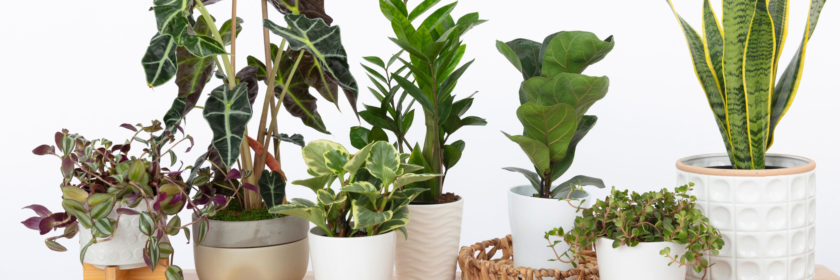 A vibrant collection of indoor plants in stylish pots, enhancing home decor and tranquility.