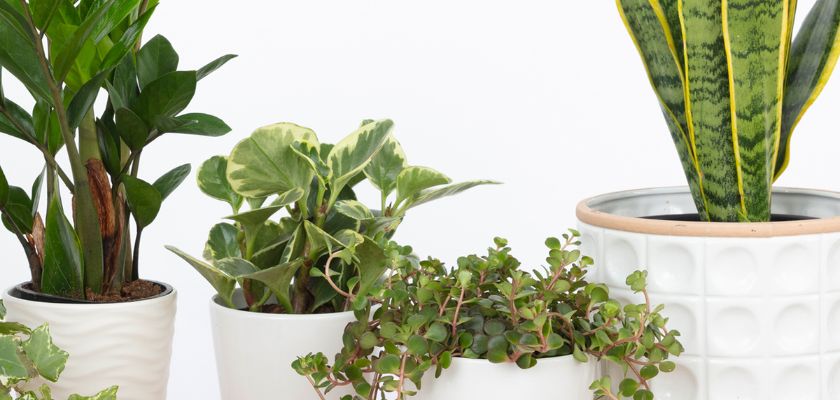 A collection of vibrant indoor plants in stylish pots, enhancing home decor with greenery.