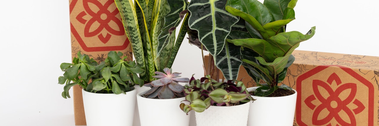 A vibrant selection of indoor plants in stylish white pots, perfect for home decor.