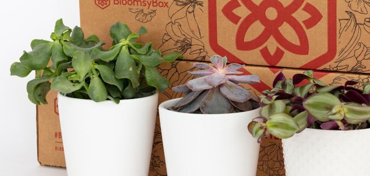 Three stylish potted plants in white containers, accompanied by a BloomsyBox package.