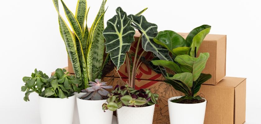 Indoor plant arrangement featuring vibrant greenery in stylish pots beside packaging boxes.