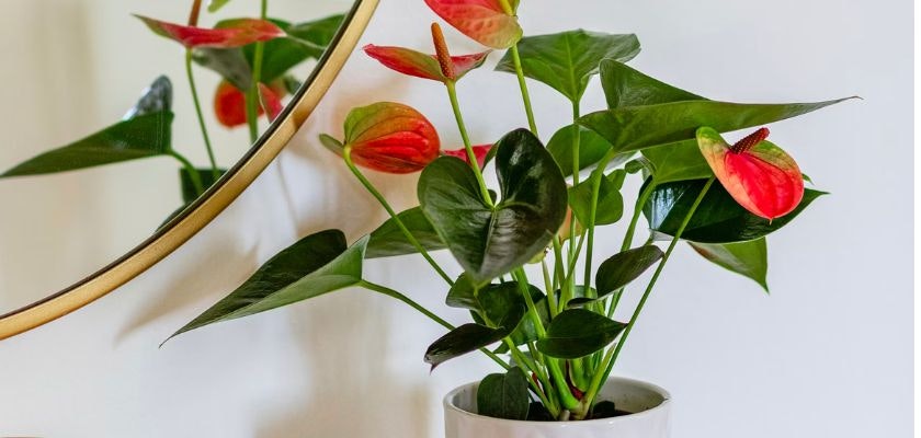 Vibrant anthurium plant with red and green leaves in a stylish white pot, enhancing decor.