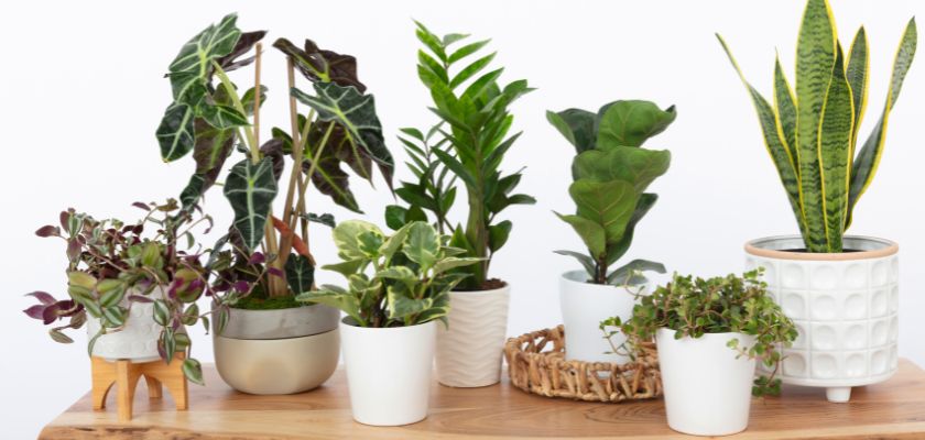 A stylish indoor plant display featuring various greens in decorative pots on a table.