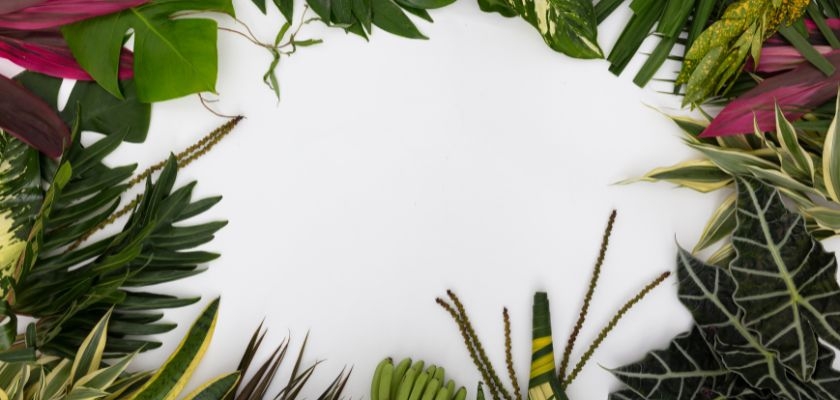 Lush green foliage arranged in a circular pattern, ideal for floral design projects.