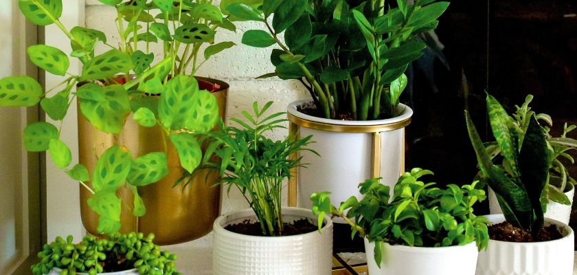 Lush indoor plants in decorative pots, bringing vibrant greenery to any space.