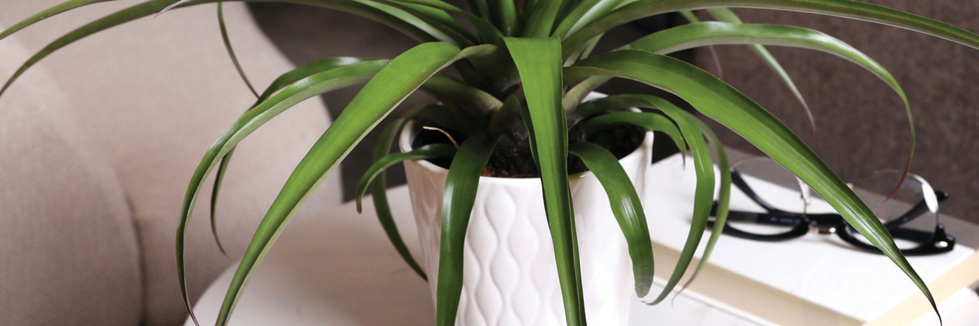 Lush green houseplant in a textured white pot, perfect for home decor.