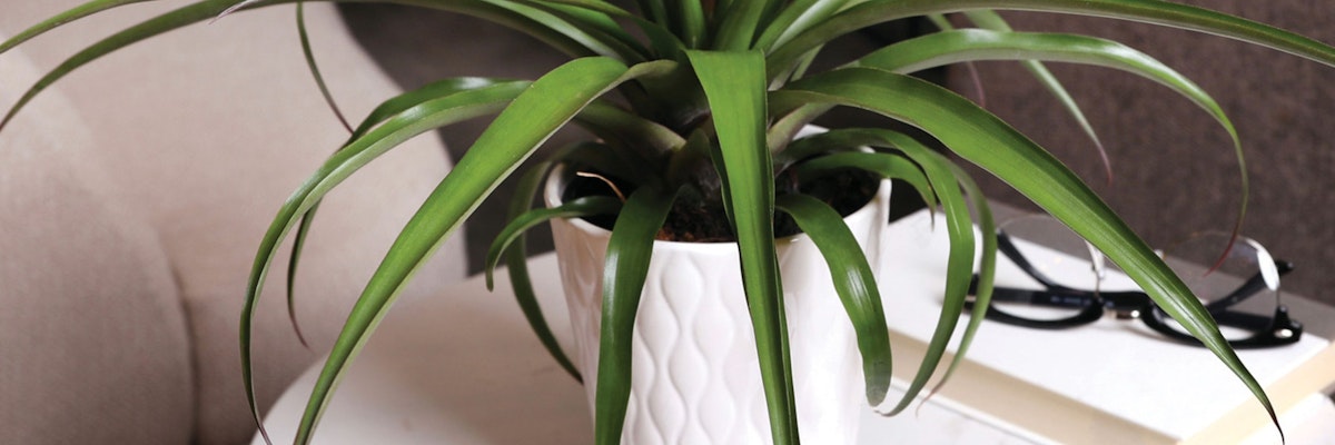 Lush green houseplant in a textured white pot, perfect for home decor.