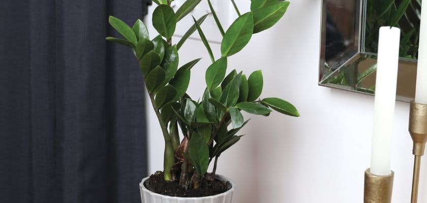 Lush ZZ plant in a stylish white pot, enhancing modern home decor with vibrant greenery.