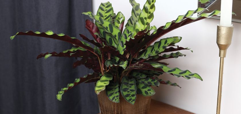 Vibrant Calathea plant with striking patterned leaves in a decorative pot, enhancing decor.