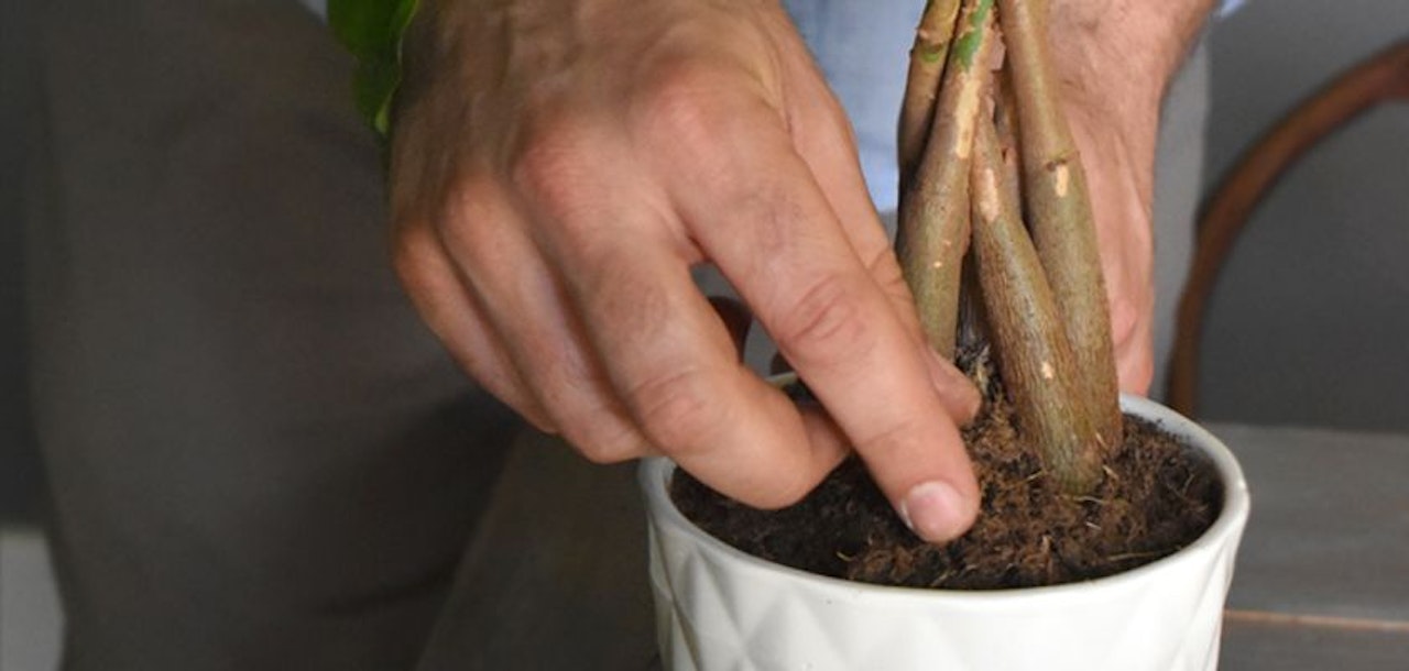 A person gently tending to a potted plant, ensuring its soil is well cared for and healthy.