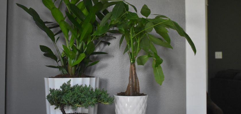 Two stylish indoor plants in decorative pots, enhancing a modern living space.