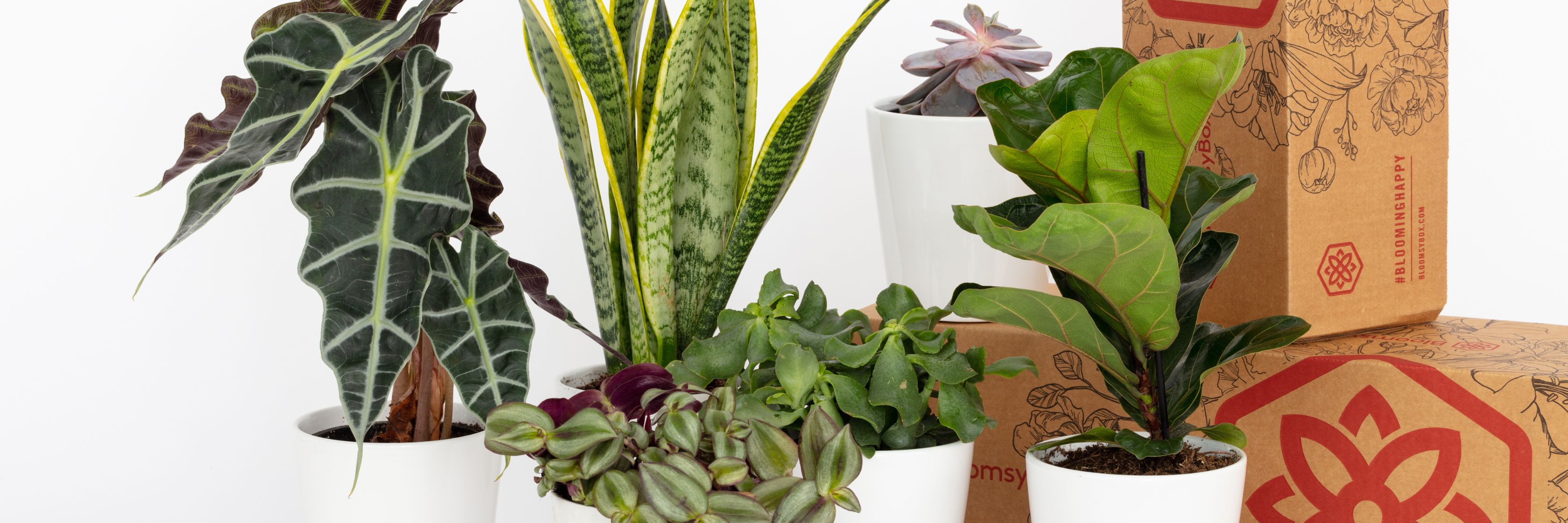 Indoor garden featuring a variety of vibrant potted plants in stylish white pots, ideal for decor.