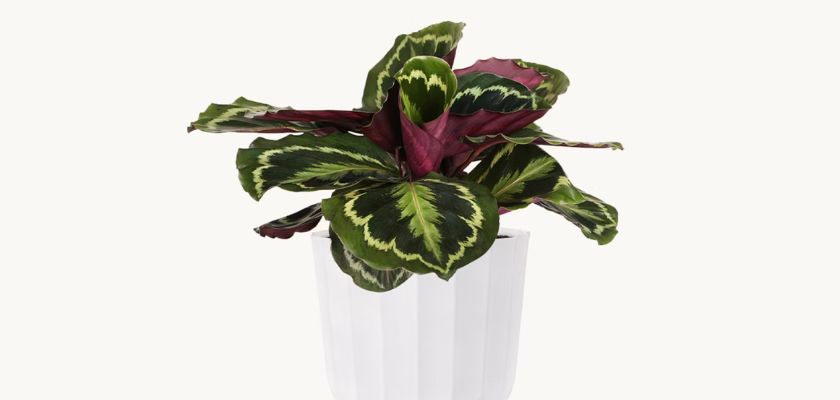 Vibrant Calathea plant with striking patterned leaves in a chic white pot.