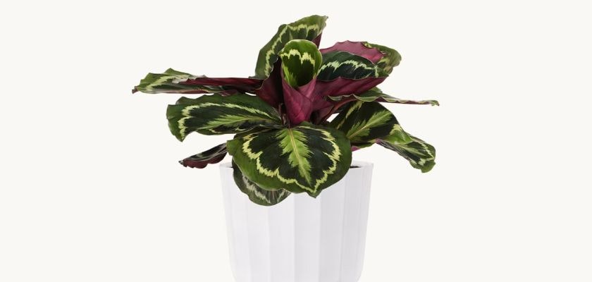 Vibrant Calathea plant with striking patterned leaves in a chic white pot.