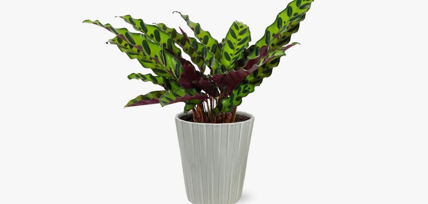 Vibrant Calathea plant with striking green and purple leaves in a modern pot, ideal for decor.