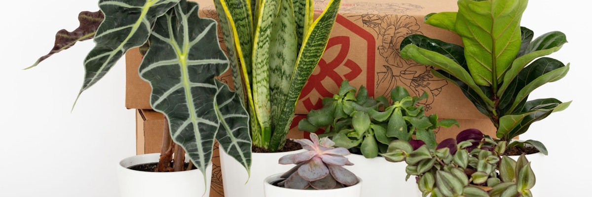 A collection of decorative houseplants in white pots, perfect for indoor greenery enthusiasts.