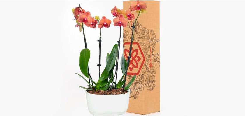 Orchid plant in a stylish white pot, elegantly packaged for gifting and home decor.
