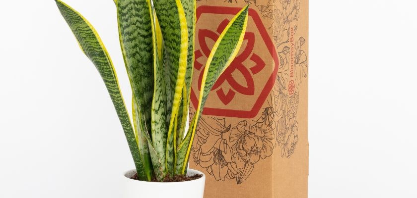 Elegant snake plant in a white pot, paired with eco-friendly packaging, perfect for home decor.