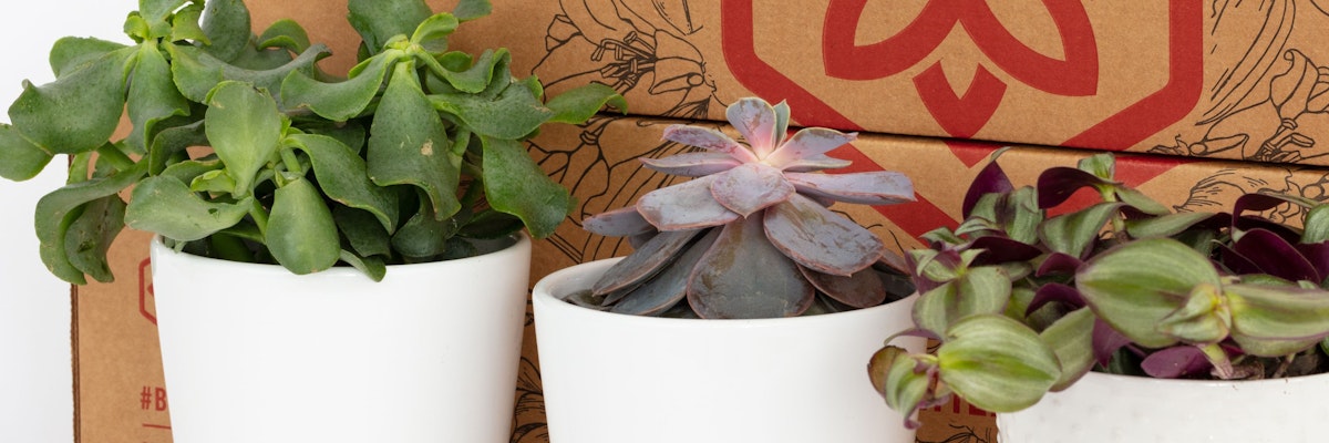 Three vibrant potted plants in stylish white pots, perfect for indoor decoration and greenery.