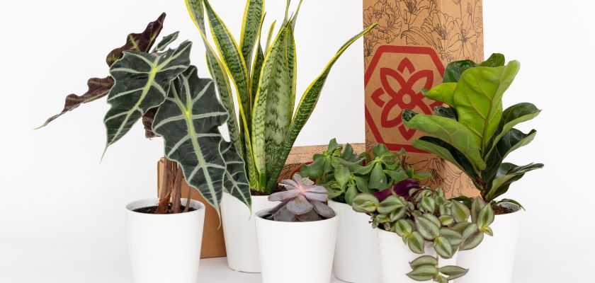 A beautiful collection of indoor plants, including succulents and leafy greens in white pots.