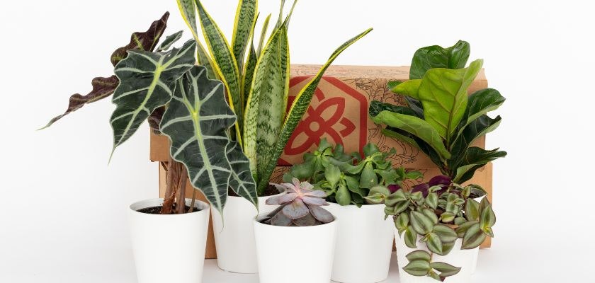 A collection of vibrant indoor plants in white pots, ideal for home decor and greenery.