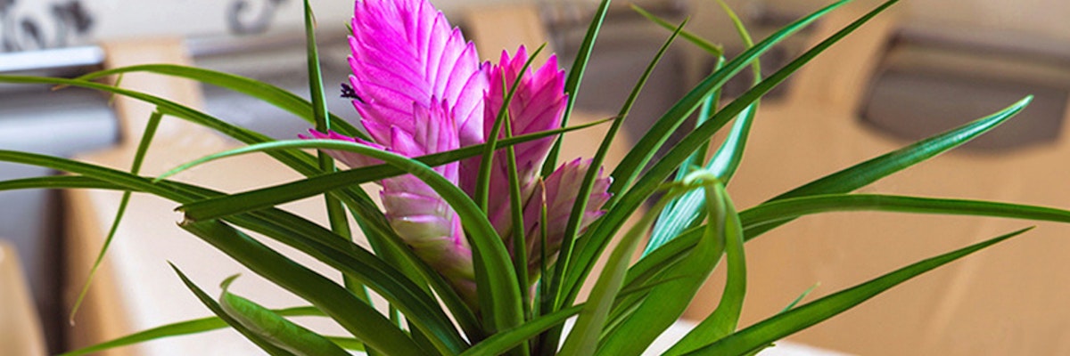 Vibrant pink plant with lush green leaves, perfect for home decor or unique gifts.