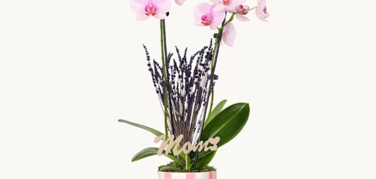 Elegant pink orchids paired with lavender and a "Mom" sign, ideal for Mother's Day gifts.