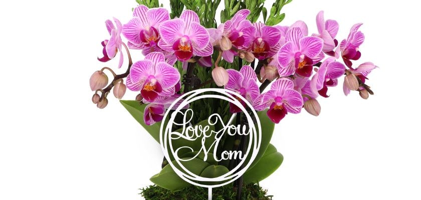 Lovely pink orchids with a heartfelt "Love You Mom" sign, perfect for gifts.