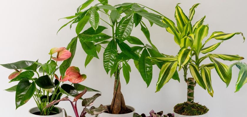 A vibrant collection of indoor plants featuring lush green leaves in decorative pots.