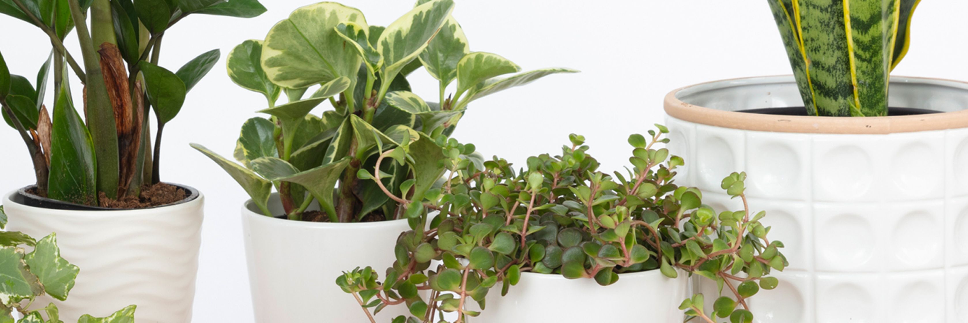 Lush assortment of indoor plants in white pots, adding greenery to any space.