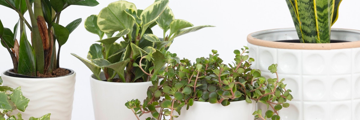 Lush assortment of indoor plants in white pots, adding greenery to any space.