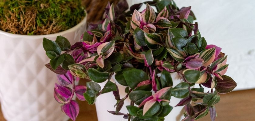 Vibrant potted plant with green and purple leaves, perfect for home décor and air purification.
