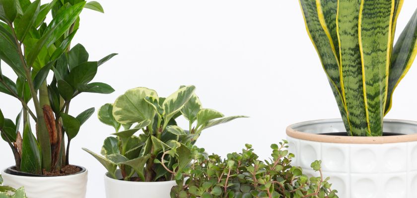 A collection of stylish indoor plants in decorative pots, enhancing home decor aesthetics.