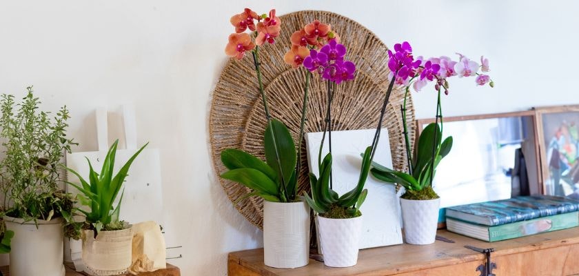 Vibrant orchids in elegant pots, enhancing a stylish home decor setup with natural charm.